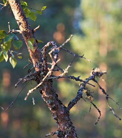 METSÄSTÄJÄN SAAPPAAT
