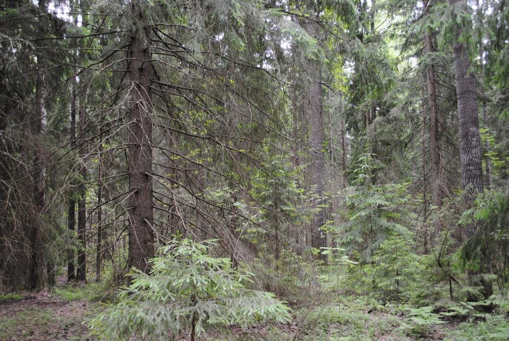 Espoon keskuspuisto: Malminmetsän alue Eri-ikäisrakenteista kuusivaltaista tuoretta metsää: