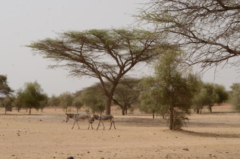 Kummityön uutiskirje Senegal, toukokuu 2017 Rakkaat Senegalin lasten ja nuorten kummit!