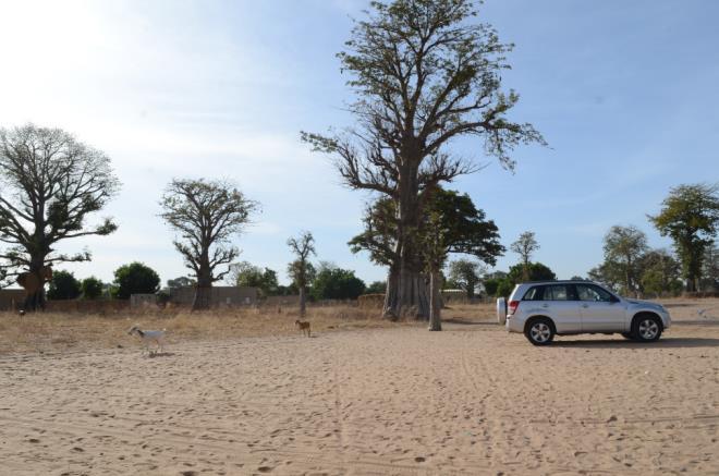 Yleistä tietoa Senegalin kummiohjelmasta Lähetysseuran kummityö Senegalissa ohjautuu Senegalin luterilaisen kirkon kautta. Tällä hetkellä kummiohjelmassa on mukana yhteensä 528 lasta ja nuorta.