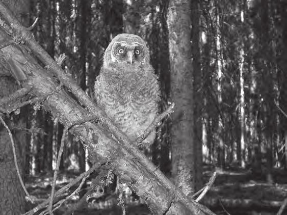 Siipirikko 4/2003 yksilöstä. Elokuun havaintoja kertyi kolme. Nämä kaikki on jätetty ilman reviiristatusta pelkiksi tapaamishavainnoiksi.