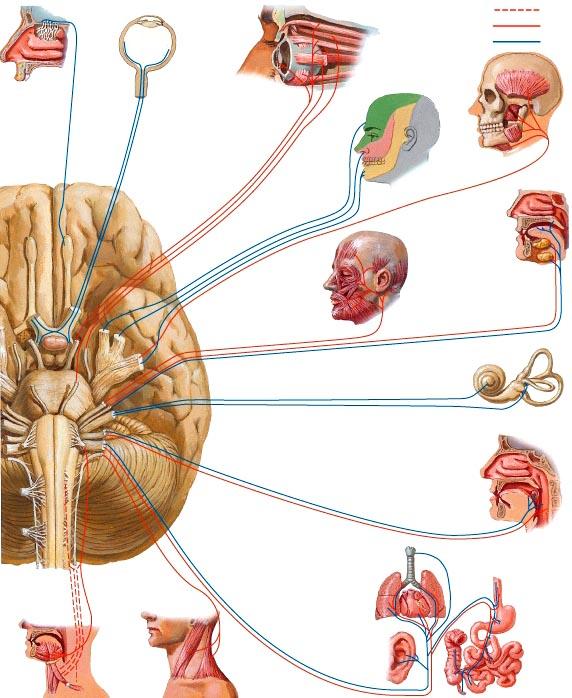 Aivohermojen anatomiaa HEIKKI HERVONEN Tämä julkaisu on tarkoitettu ainoastaan Helsingin yliopiston lääketieteellisen tiedekunnan opiskelijoiden ja opettajien käyttöön