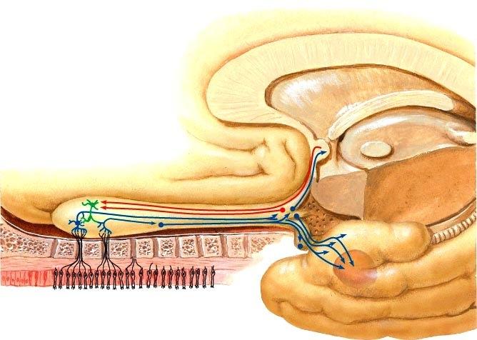 LUKU 1 Aivohermojen anatomiaa Aivohermot ja selkäydinhermot ovat keskushermostosta lähtevät hermot. Näistä aivohermot saavat alkunsa aivojen alueelta (n.
