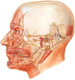 Hermo kulkee luun sisässä käytävässä sivuten välikorvan onteloa ja päätyy kallon alapinnalle kartiolisäkkeen ja puikkolisäkkeen väliin (foramen stylomastoideum).