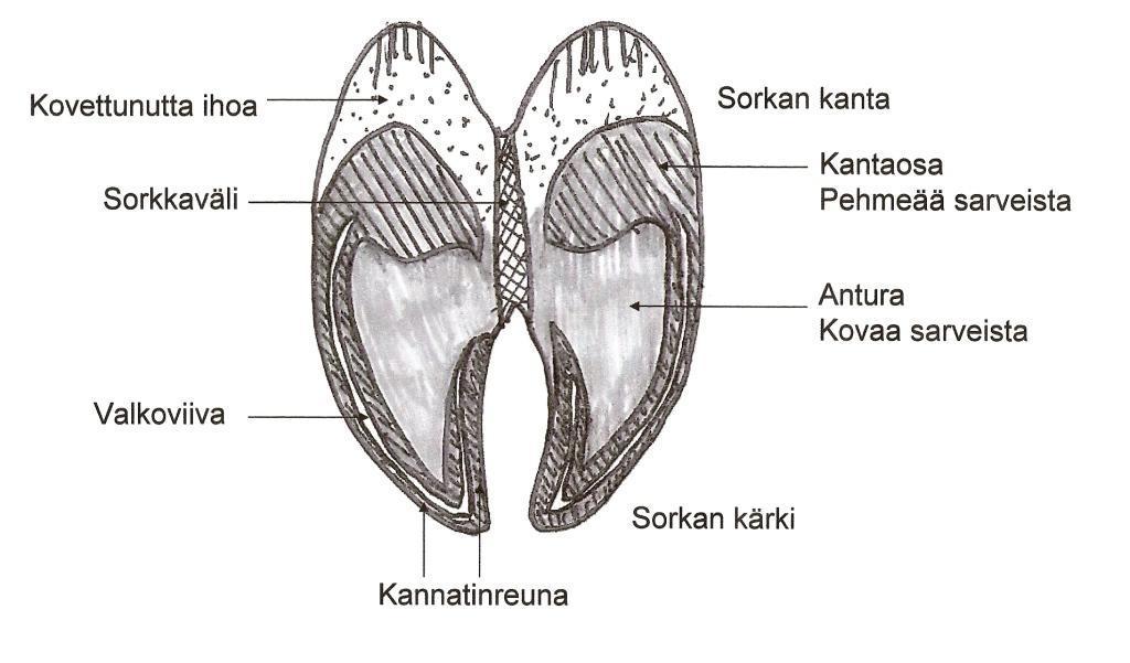 Kuva 2.2: Kaavakuva sorkan pohjasta altapäin katsottuna. Piirretty Niemen (2006) mukaan. 2.2.2 Yleisimmät sorkkasairaudet Sorkkasairaudet voidaan jakaa 1) aineenvaihdunnallisiin ja 2) tartunnallisiin sairauksiin.