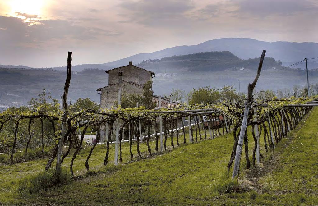 ITALIA ITALIA Fontanafredda Piemonten merkittävimpiin tuottajiin lähes kahdeksan miljoonan pullon vuosituotannollaan lukeutuva Fontanafredda on kansainvälisesti tunnettu erityisesti Barolo