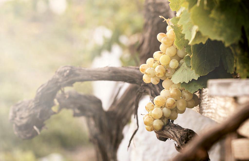 ETELÄ-AFRIKKA ETELÄ-AFRIKKA Glen Carlou Origin Wine Vuonna 1988 ensimmäisen vuosikertansa julkaissut Glen Carlou sijaitsee Paarlin viinintuotantoalueen sydämessä, Stellenboschin pohjoispuolella.