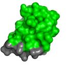 4 Kuva 1. Hydrofobiiniproteiinin HFBI:n kolmiulotteinen rakenne. Vihreällä on kuvattu proteiinin hydrofiilinen pinta ja harmaalla hydrofobinen pinta.