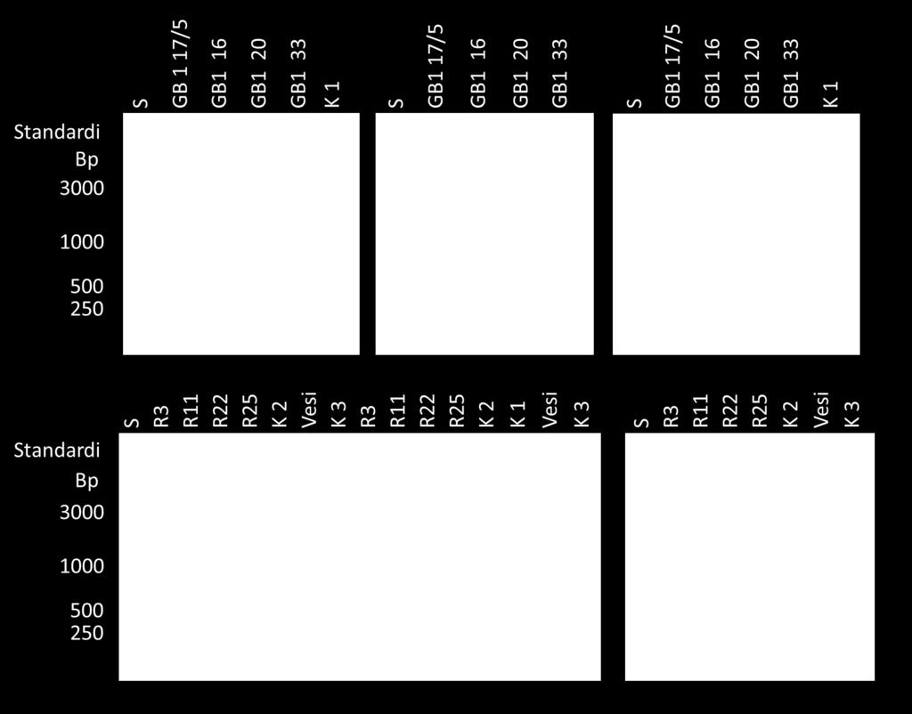 DCBD-resiliini-HFBI-konstruktion transformantti 22 ei ole puhdas kanta. Kuva 16. PCR-reaktioiden tulokset. S on 1 kb DNA-standardi (Fermentas).