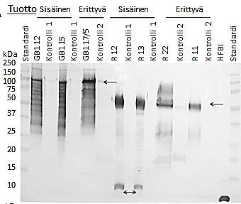 41 Kuva 18. Proteiinituoton vertailu solun sisäisen tuoton ja solusta erittyneen tuoton välillä. Western blot -analyysi proteiinituotosta.