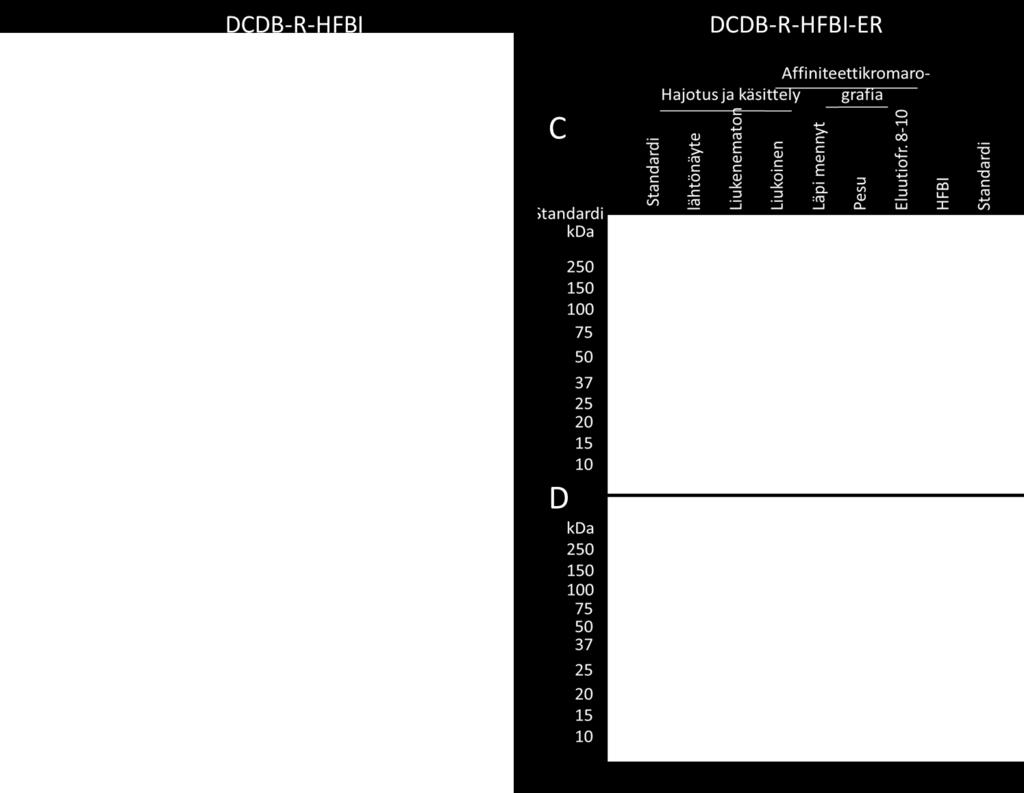 Western blot -analyysissä (A) ja SDS-PAGE-ajossa (B) ATPS lähtönäyte, vesifaasi ja näytefaasi, joka on lähtönäyte käänteisfaasiajoon.