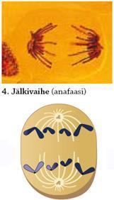 Jälkivaihe: Loppuvaihe: