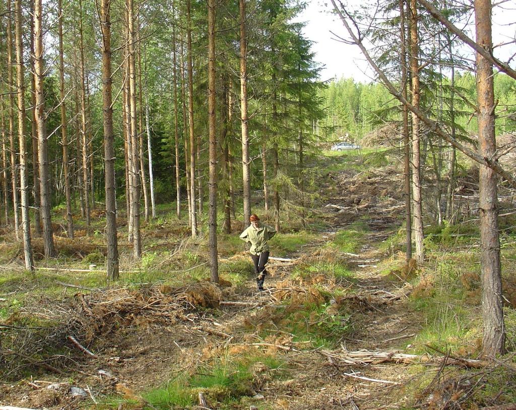 Aktiivinen metsänomistaja metsän