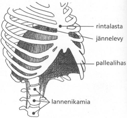 7 Kuvio 1. Pallealihas. (Koistinen 2008, 32.) Pallean lisäksi tärkeitä hengityslihaksia ovat kylkiluuvälilihakset.