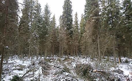 Miten tutkitaan? Tutkimushanke käynnistynyt Lukessa 2015. Hakkuut tehty 2016 ja 2017.