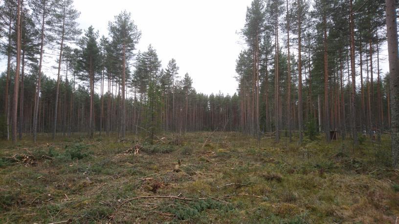 Kaistale-/pienaukkohakkuu niukkaravinteisessa