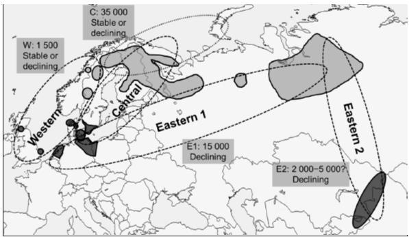 Taigametsähanhen kansainvälinen hoitosuunnitelma Kannanhoidon kulmakivet ovat erillisten pesimä- ja talvehtimisalueiden perusteella määritetyt kannanhoitoalueet ja niiden populaatiotavoitteet.