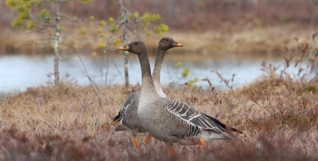 Hoitosuunnitelma on vasta yhteisesti hyväksytty raami tulevalle kannanhoidolle Lue lisää Euroopan hanhitoimintaohjelman perustamisesta: http://www.unep-aewa.