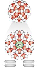 Magnesium - solunsisäinen kationi Tärkeä solunsisäinen kationi, Mg++ Toiseksi yleisin kivennäinen