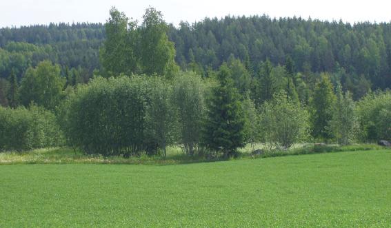 3.2 Tuusmäen maisema Kuva 3. Vähäpuustoiset metsäsaarekkeet peltojen keskellä edistävät linnuston, niittykasvillisuuden ja hyönteisten elinmahdollisuuksia.