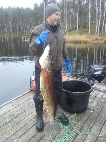 selvitetty, mutta pääasiassa nuoria vuosiluokkia Kok. fosforin poistuma n.
