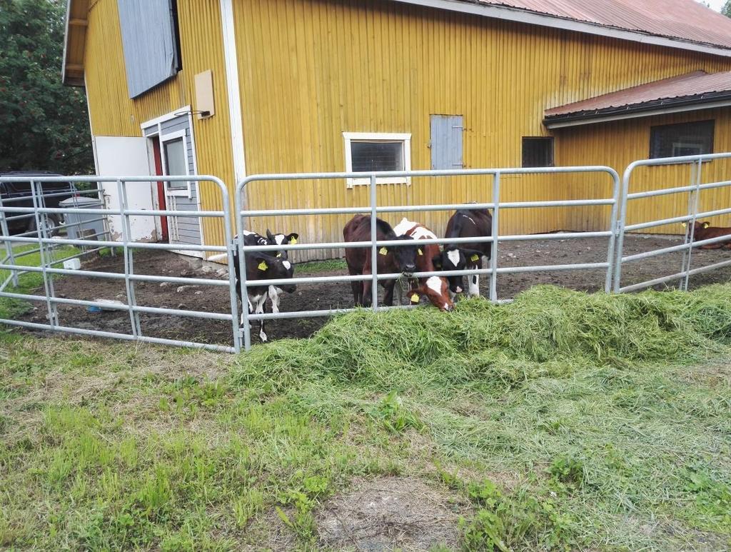 VASTUU ELÄIMISTÄ Luonnollisen käyttäytymisen tukeminen