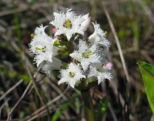 Tapio Muurinen ja Ilkka Aro Kuva 4. Raate (Menyanthes trifoliata) tyypillinen märkien aapasoiden laji kukkii kauniisti Kolarin Kurkivuomalla 22.06.2003. TUTKITUT SUOT 58.