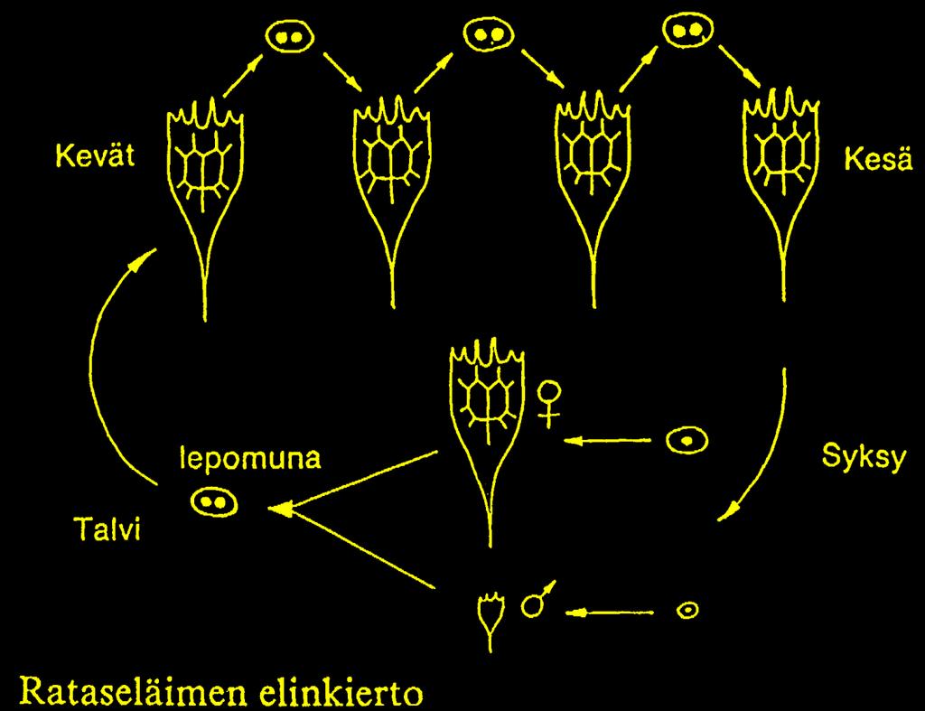 ROTIFERA lisääntyminen ja elinkierto somaattinen partenogeneesi