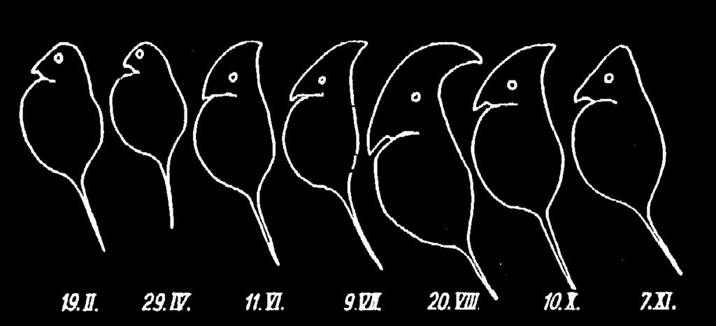 CLADOCERA - vesikirput tunnetaan Suomessa noin 70-80 lajia, useimmat sisävesissä usein yksi dominoiva laji / pelagiaali valtaosa