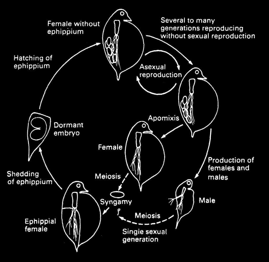 CLADOCERA lisääntyminen ja elinkierto partenogeneesi syngamy = suvullinen