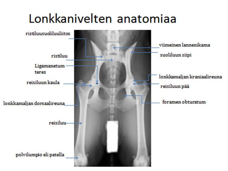 BVA/KC:n asteikossa inkongruenssia ja lisääntynyttä luun tiiviyttä ei arvioida muutoksina ja rajatapaus - arviota ei myöskään ole.