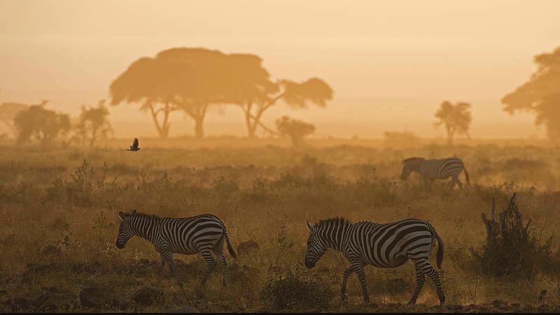 Majoittuminen: Amboseli Serena Lodge, www.serenahotels.com/serenaamboseli Ke 6.9.2017 Amboselin kansallispuisto (A, L, P) Täysi safaripäivä Amboselin kansallispuistossa.