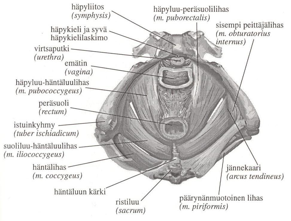 8 Kuva 2. Lantion välipohjan lihakset alhaalta (Heittola 1996, 17) Lantion etuosassa sijaitsee voimakas ja tärkeä kolmiomainen sidekudoslevy, lantion alapohja (diaphragma urogenitale).