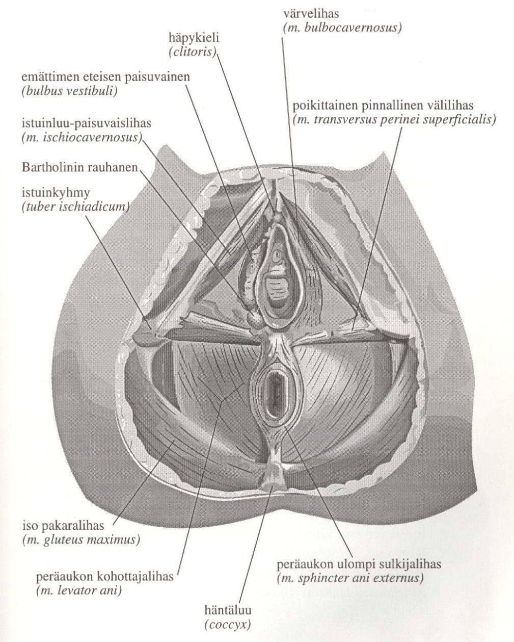 9 Kuva 3. Lantion alapohjan lihakset (Heittola 1996, 19) 2.