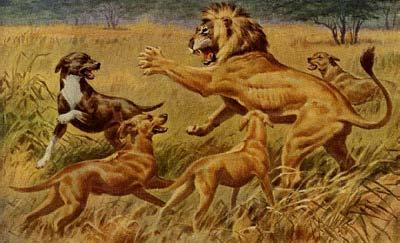 Koiraa kutsuttiin myös leijonakoiraksi, koska monet suurriistan metsästäjistä huomasivat sen olevan juuri parhaimmillaan leijonan metsästyksessä.
