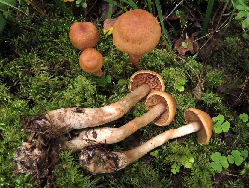 seitikit punavyöseitikki O (Cortinarius armillatus) - lakki (5-15 cm) punainen-ruskea, ruosteenruskea - lakin pinta on kuiva, siinä on suomuja ja säikeitä - vaaleanruskeat heltat -