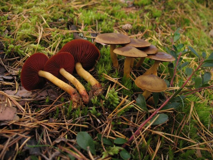 hyvin, koska voi mennä sekaisin myrkyllisen sienen kanssa verihelttaseitikki (Cortinarius semisanguineus) - lakki 2-5 cm, kelta-ruskea - heltat punaiset (verenpunaiset), myöhemmin