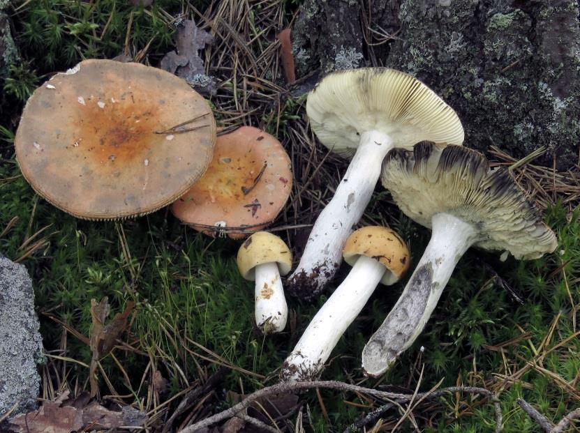 kangashapero *** (Russula decolorans) - lakki (5-15 cm), oranssi-punainen - heltat ovat vaaleat, vanhana keltaiset - jalka on valkoinen - malto harmaantuu -