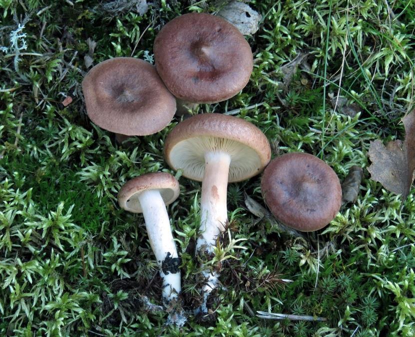 rouskut kangasrousku O* (Lactarius rufus) - lakki (5-10 cm) ruskea (piparkakunruskea), kuiva ja kiiltävä, keskellä usein nipukka - heltat valkoiset, hieman