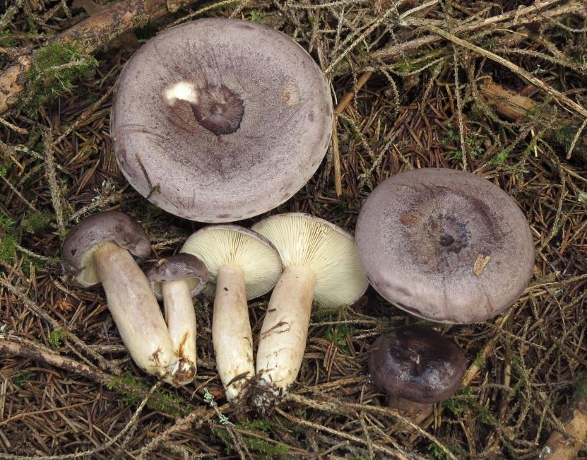 haaparousku (Lactarius trivialis) incl. kalvashaaparousku (L.