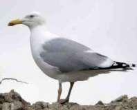 Tarastenjärven jätteenkäsittelykeskuksen lokit 1998-214 - 215 Juvaste, Koskinen 1 2.1.2 Jäteasemien lokkilajistosta Harmaalokki (Larus argentatus) (kuvat 2.2, 2.3 ja 2.