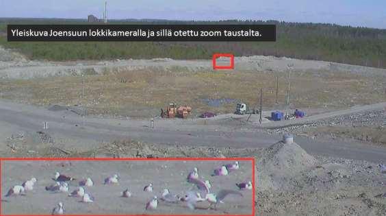 Tarastenjärven jätteenkäsittelykeskuksen lokit 1998-214 - 215 Juvaste, Koskinen 1 Mittavien kansainvälisten tutkimusten mukaan on erittäin epätodennäköistä, että villeistä muuttolinnuista tulee
