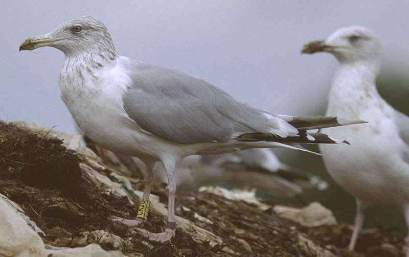 Tarastenjärven jätteenkäsittelykeskuksen lokit 1998-214 - 215 Juvaste, Koskinen 79 pereella ennen lähtöään Saksan kaatopaikoille.