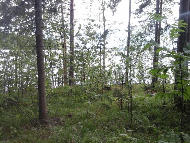 KUHMOINEN, KUKSNIEMI. RKENNUSOIKEUDEN SIIRTO. LUONTO- J MISEMSELITYS 25.7.2015 Mikko Siitonen Kavioa elvityalueella nnehtii Lueneen aarille ja rannoille nteenoainen rehevyy.