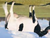 06% +5 Pauna Daughter Fertility +0.2 Rasva +.04%+35 Pauna Soluluku 2.76 CHEESE MERIT $+309 NM$ +357 PL +2.8 ALTA HEALTH +2.19 86% Arv.