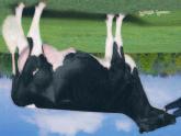 21 Lyhyet Pelrick Flush Minister Richard Pellitier; Notre Dame de Stanbridge - PQ Dairi-Acres Minister Jenny Dairi-Acres Farms Ltd.; Strathroy - ON Poikimavaikeus nä 6% 99% Arv.