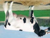 AltaOTTO FFF 95233 GP-82 CROCKETT-ACRES OTTO-ET TV TL O Man x Mtoto x Rudolph Reg USA 000135556252 * DOB03/03/2004 RHA 100% aaa 351426 DMS 345 Kappa Casein AB Paljon maitoa ja hyvät pitoisuudet