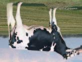 18 Lyhyet Oakland View Ross 3571 Oakland View Farms LLC; Ridgely - MD Action-Acres Ross 2206 Nagel Dairy Farms, LLC; Deerbrook - WI Poikimavaikeus nä 6% 83% Arv.