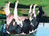 varmuus Havaintoa 5187 Tyttäriä PARADISE-DND SUEDE-ET TV TL VG-86 Dixie-Lee Aaron-ET TV TL EX-90 GM - 011HO04400 Emä Maryline Manfred Selena-ET TV VG-87 GMD DOM 4-07 2x 365d 42,870m 3.