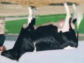 AltaTARMAC FFF 95234 VG-85 ALTA TARMAC TV Stormatic x AltaHershel x AltaMarshall Reg CAN 000007533486 * DOB07/17/2004 RHA 100% aaa 135246 DMS 135 Kappa Casein AA Korkeutta, syvyyttä, vahvuutta ja